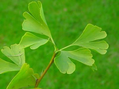 Gingko