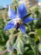 flor de borraja