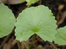 centella