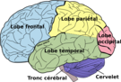 cerebro