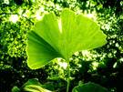 Ginkgo