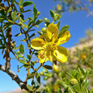 planta gobernadora