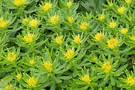 Rhodiola