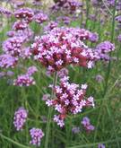 flor de verbena